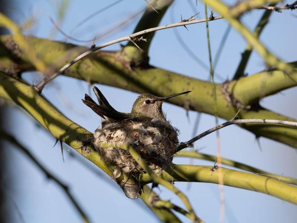 <h3><a href="/trips/Tucson_2023/biota/animalia/chordata/aves/033 apodiformes/004 trochilidae/calypte costae/calypte costae-nl.html">Calypte&nbsp;costae</a> / Costa's&nbsp;hummingbird / Costa's&nbsp;kolibrie</h3>OM-1 met M.300mm F4.0 + MC-14, 1/3200 sec  bij F5.6, ISO 800, afstand 4.74&nbsp;m